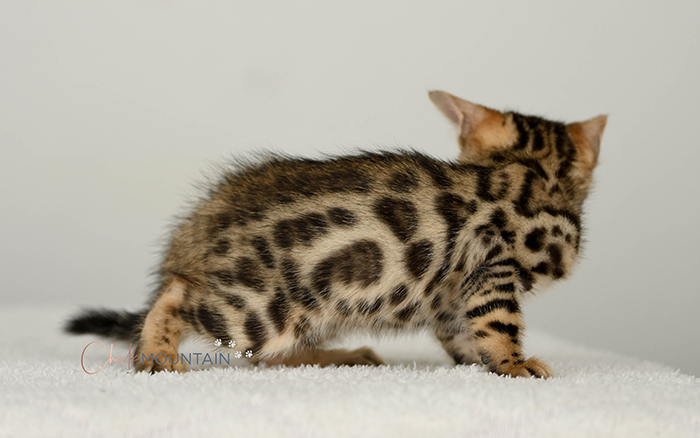 Bengal kitten for sale